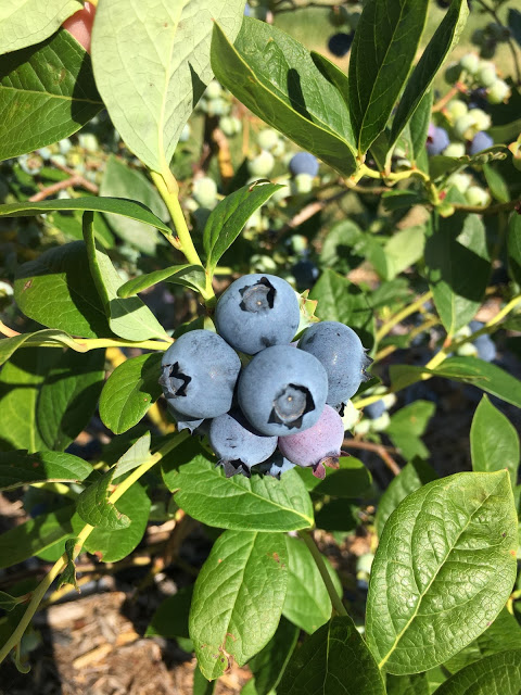 Summer Bucket List Review Blueberry Picking
