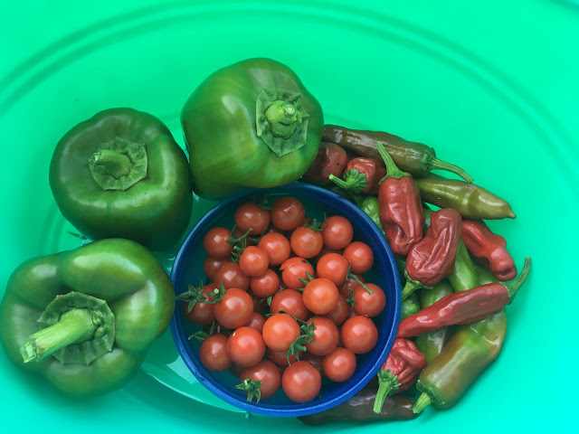 Vegetables from patio garden 