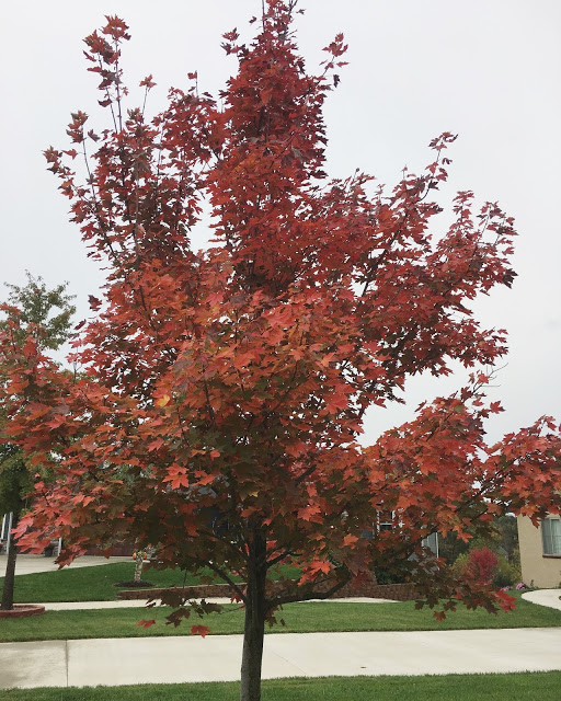 Red tree during fall