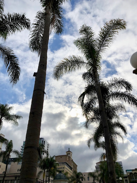 Palm Trees San Diego, CA