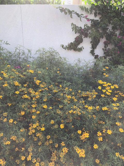Flower Garden San Diego, CA