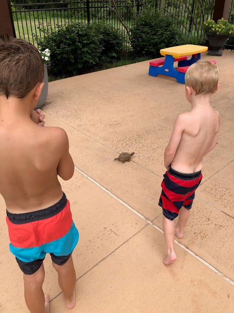 Little boys watching a turtle crawl at pool 
