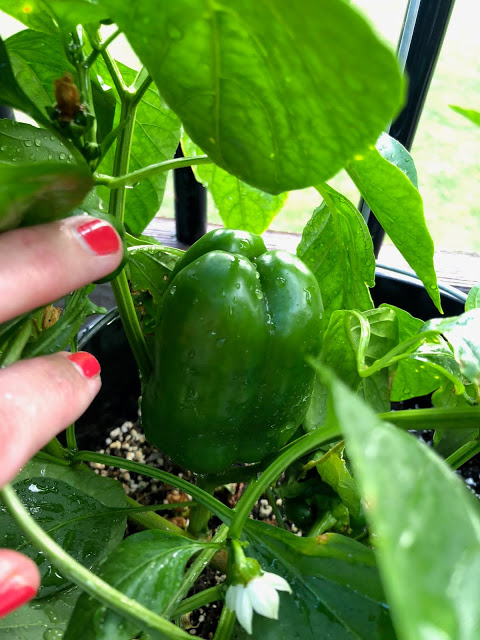 Fresh green bell pepper from patio garden 