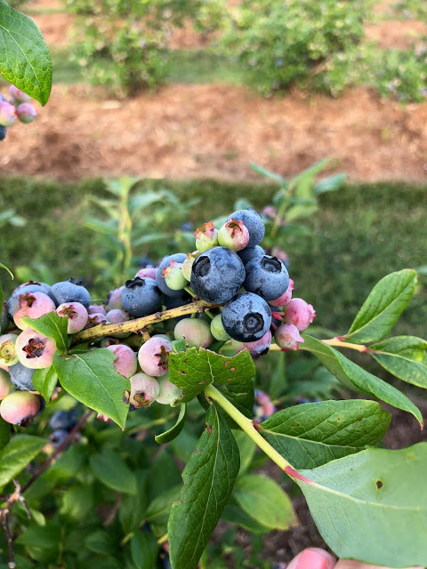 Summer Bucket List Blueberries on the vine 