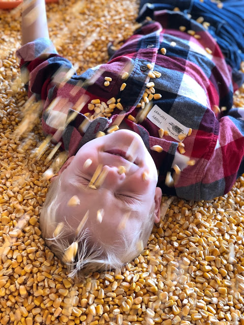 Little Boy playing in corn at pumpkin patch 