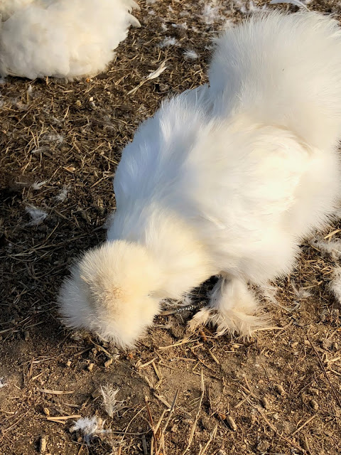 White Fluffy baby chickens on a farm