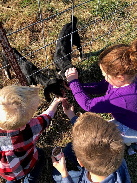 Group of kids feeding baby goats on a farm 