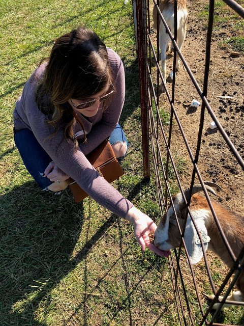 Woman feeding goat at the pumpkin patch 
