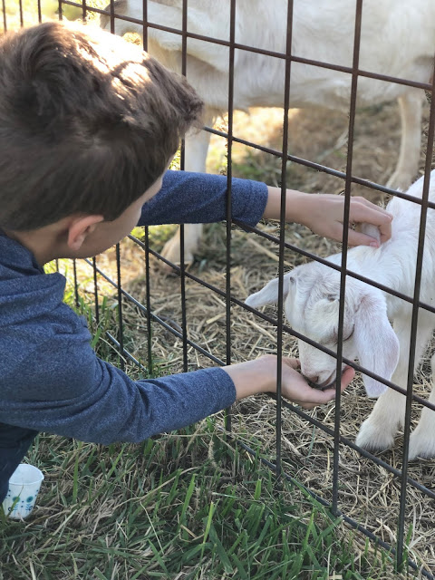 Young Boy feeding and petting baby goat 