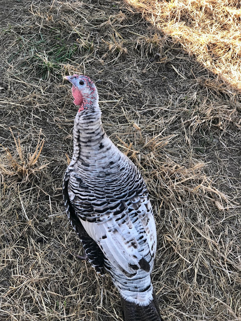 Turkey on a farm 