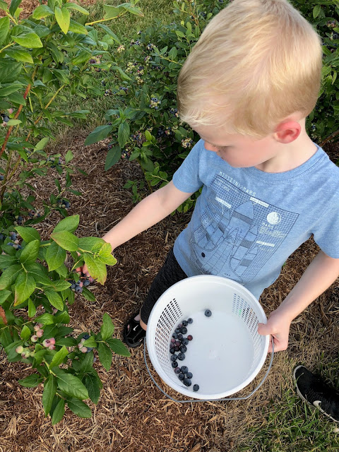 Little Boy picking blueberries