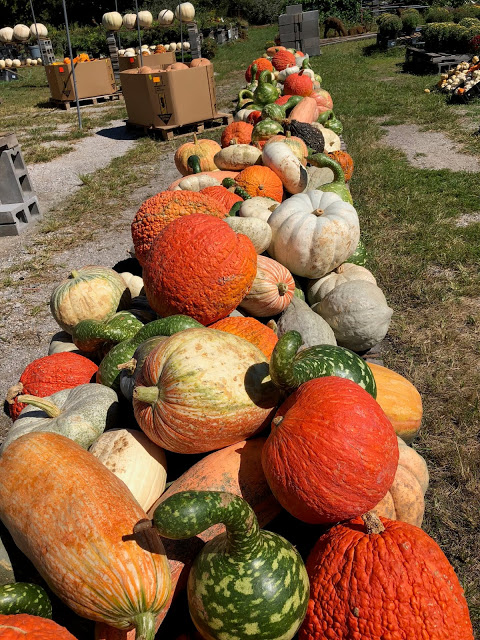 Rows of Pumpkins and Gourds 
