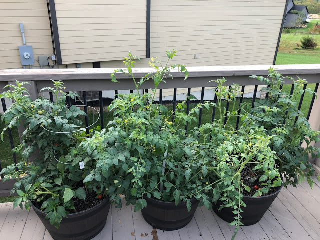 Tomatoes growing on Patio garden 